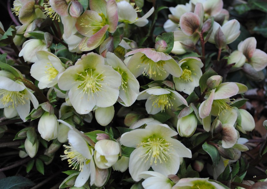 Морозник Helleborus Pirouette