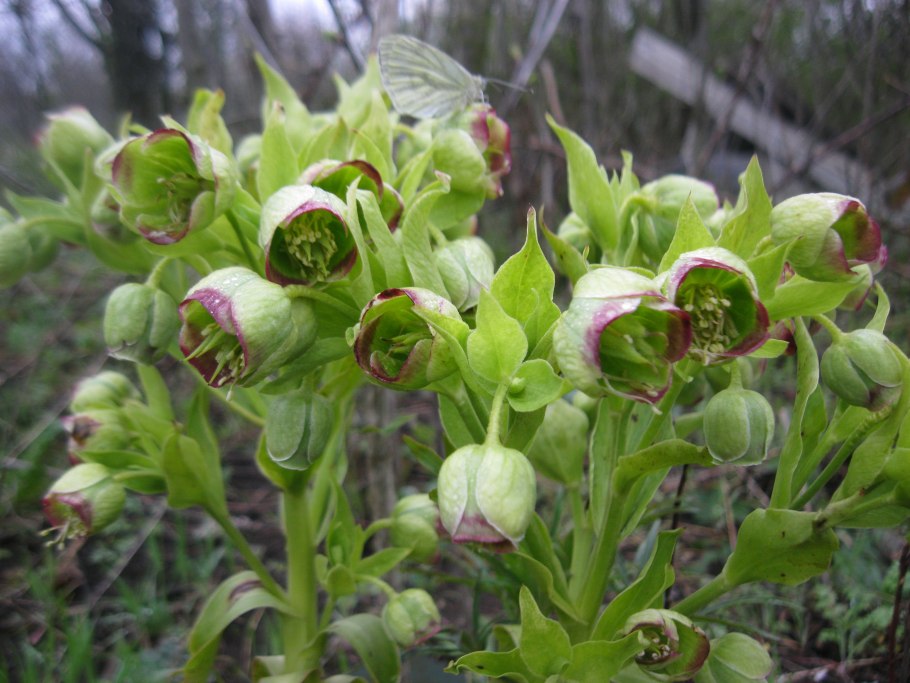 Морозник ядовитые растения