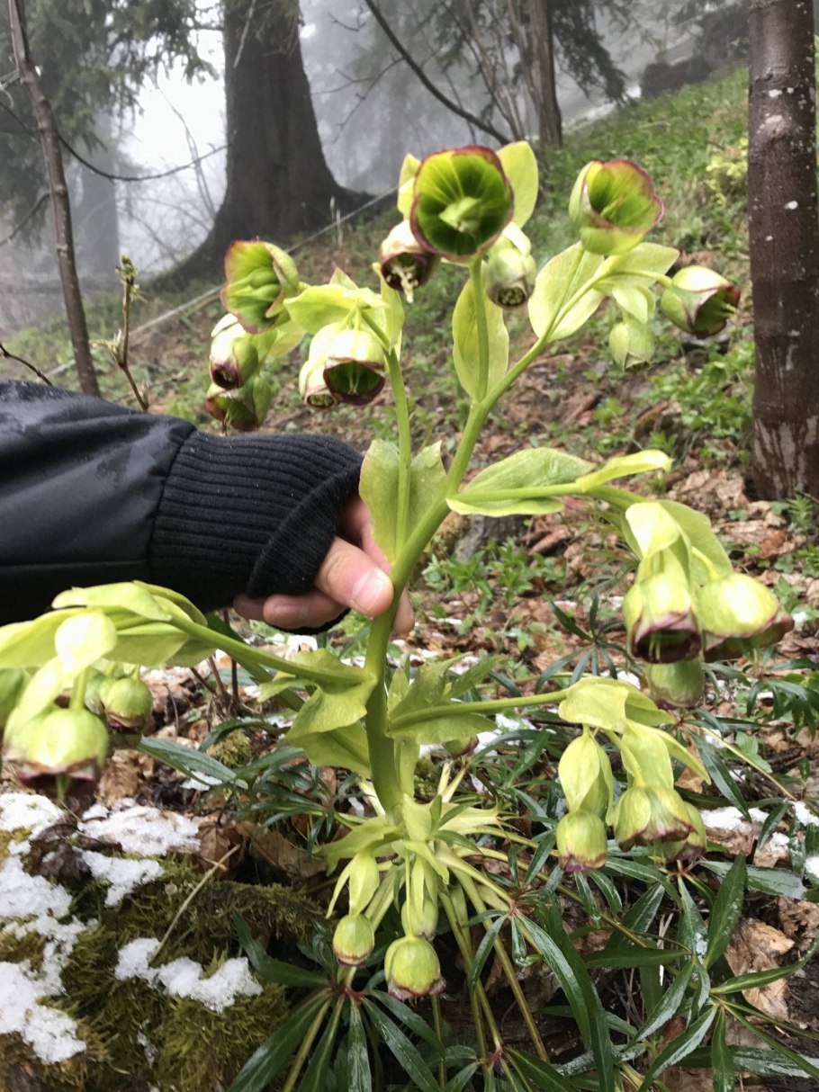 Морозник краснеющий