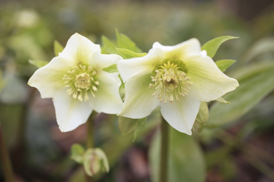 Хелеборус зеленый