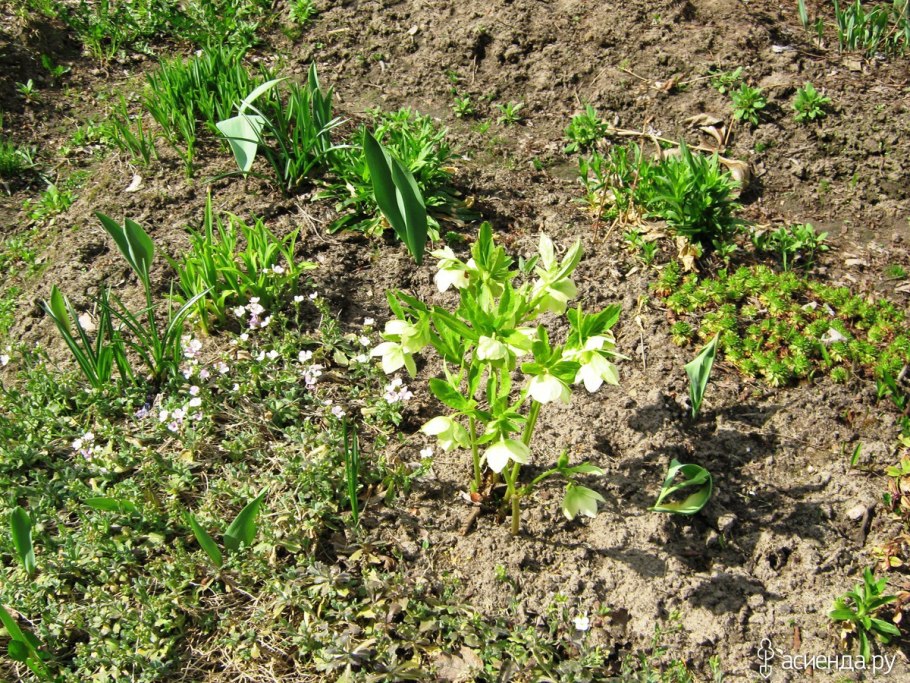 Морозник цветок