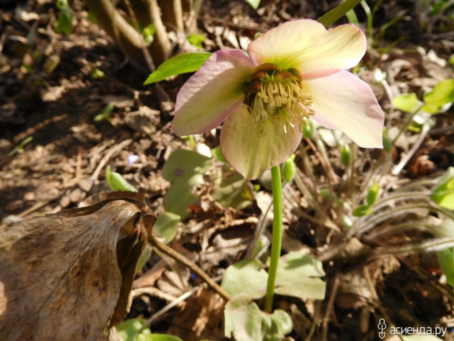 Морозник Лебединое озеро