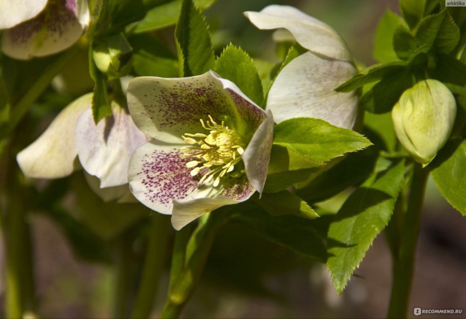 Морозник odorus