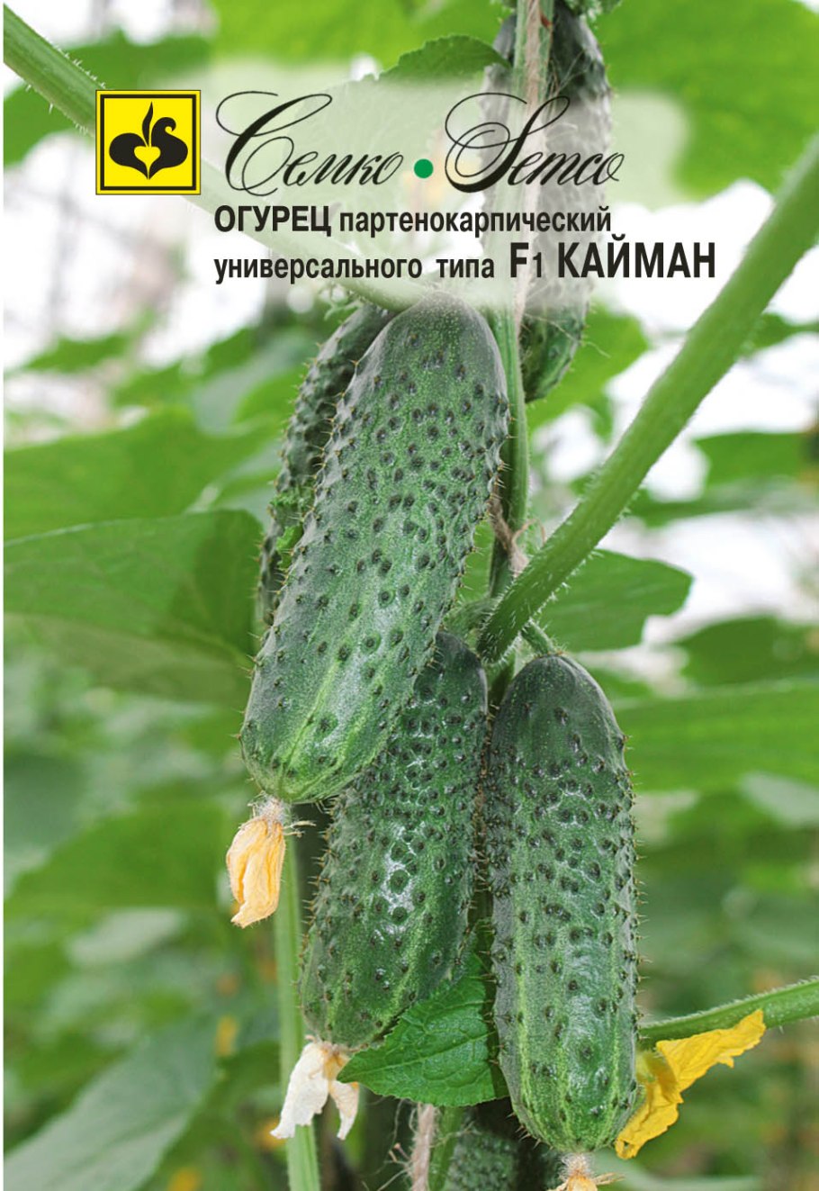 Чего не хватант огкрца