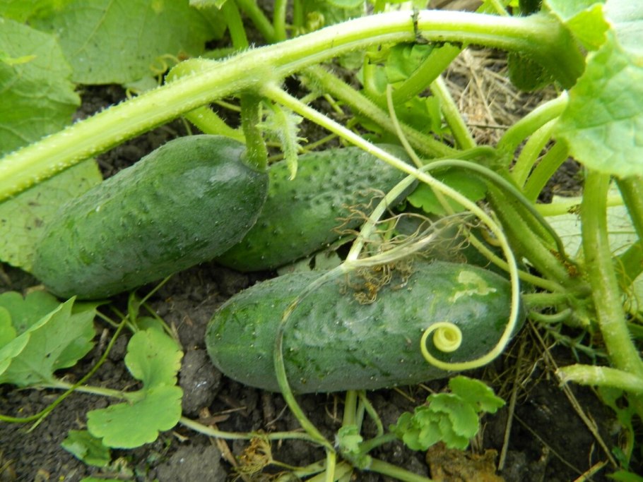 Огурец ботва ботва