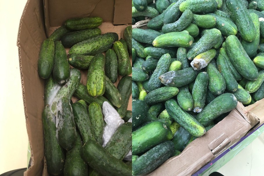 Полезные советы для огурчиков