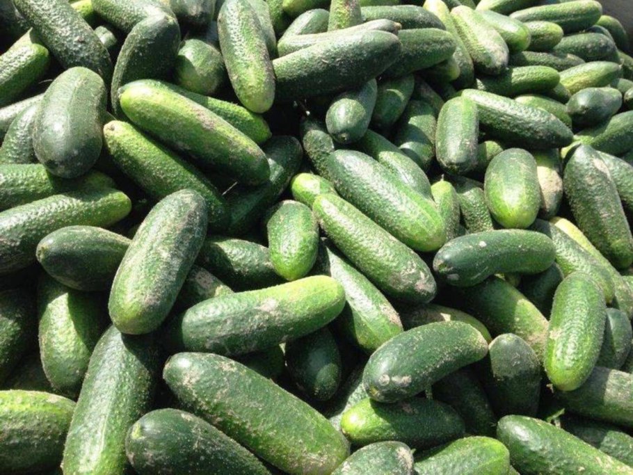 Огурцы сорт всем на зависть f1 описание