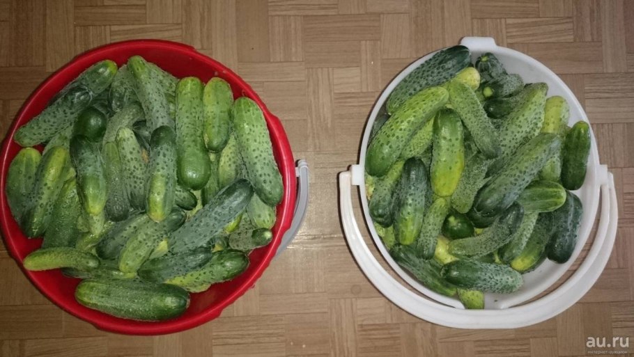 Огурец Северное сияние f1