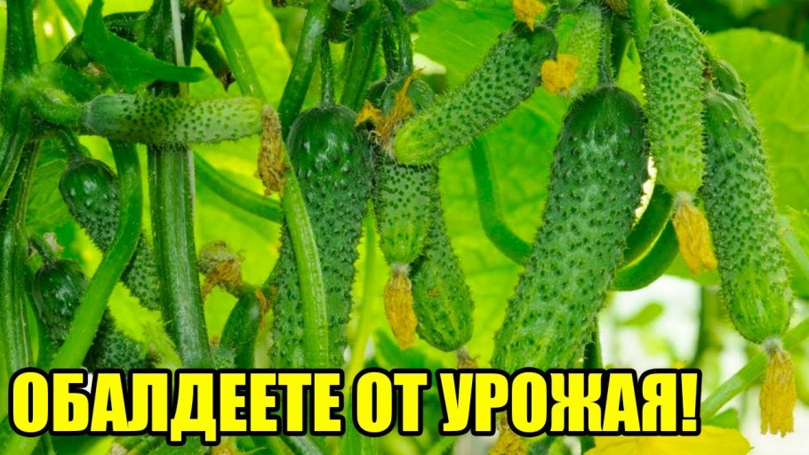 Этикетка огурцы маринованные