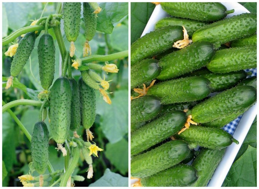 Огурец Cucumis humifructus