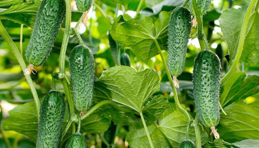 Огурцы виды