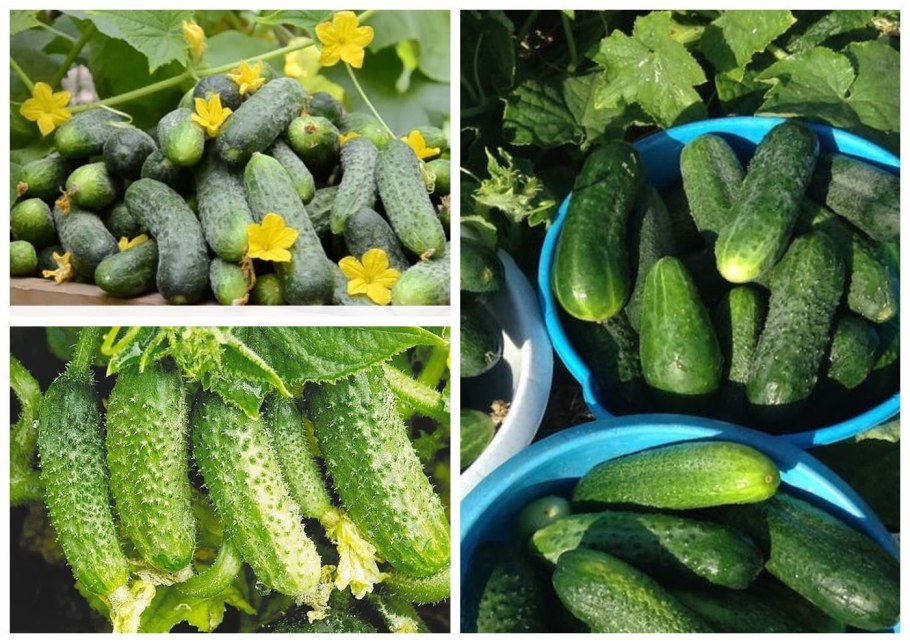 Огурец секрет f1