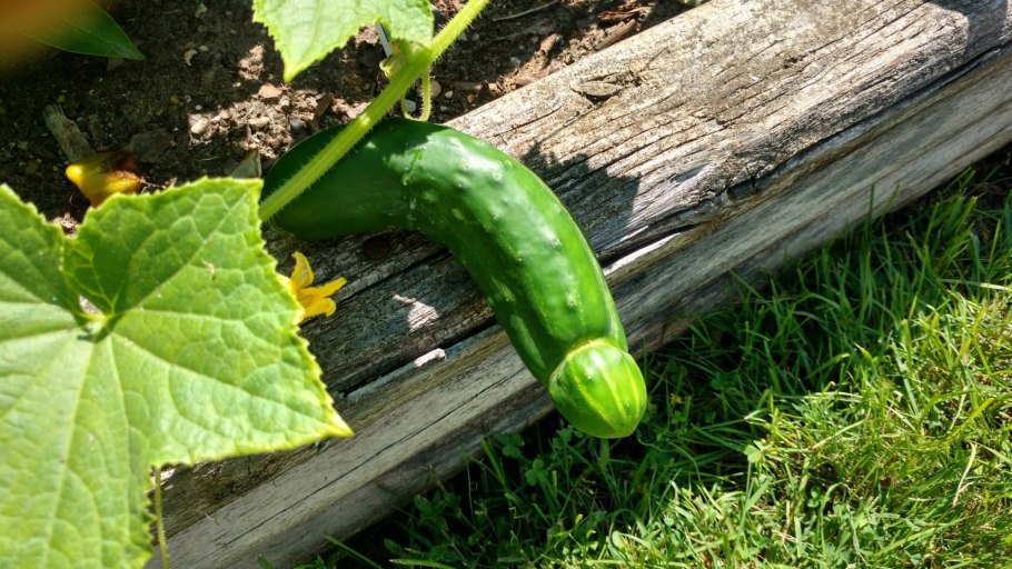 Сорт огурцов Конни f1