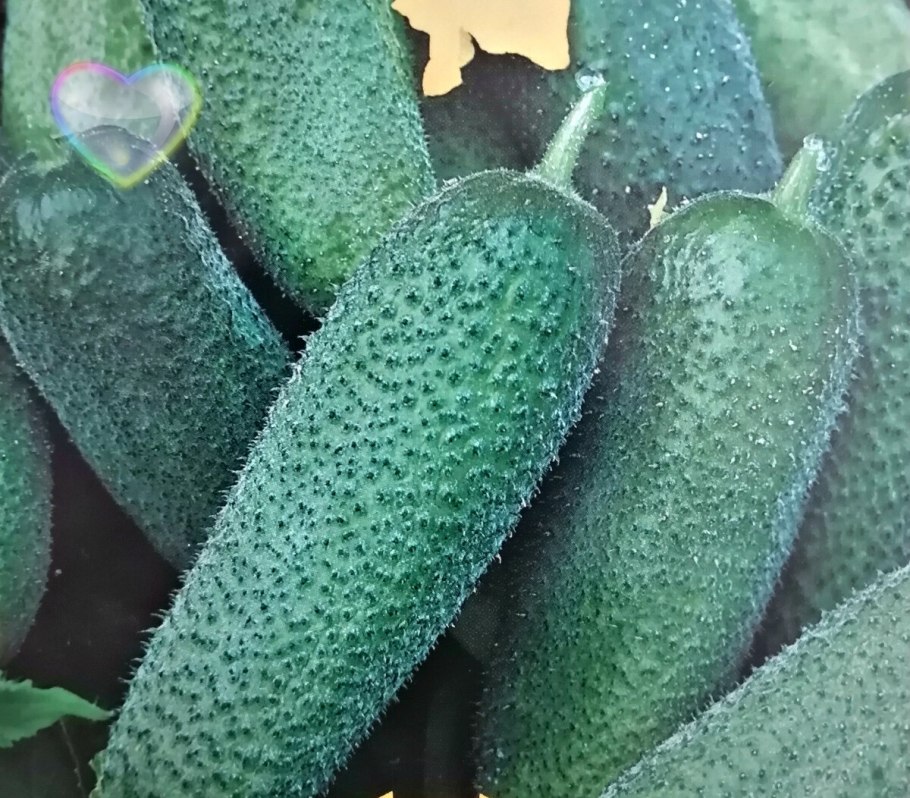 Огурцы сорт алёнушка