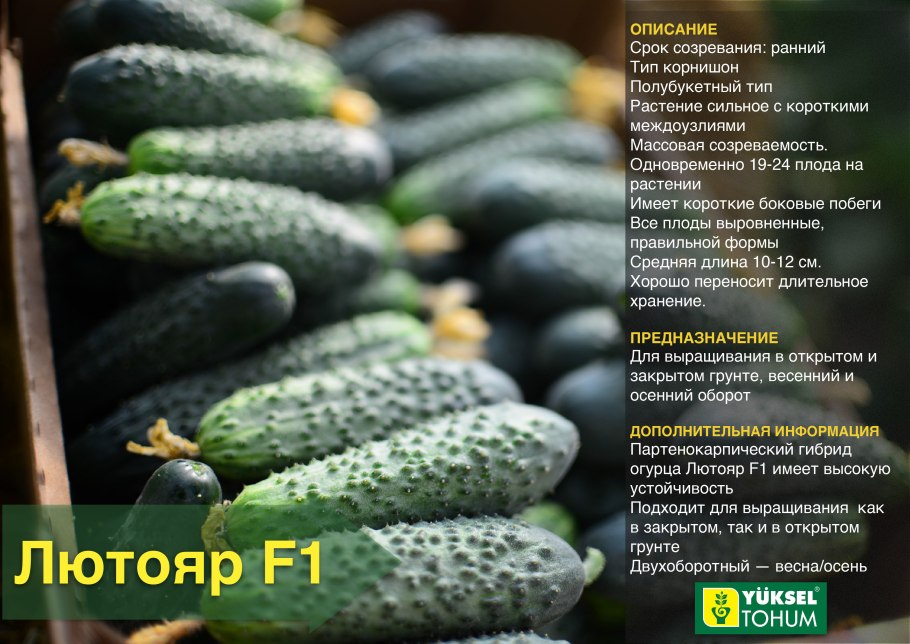 Огурцы сорт Щедрик