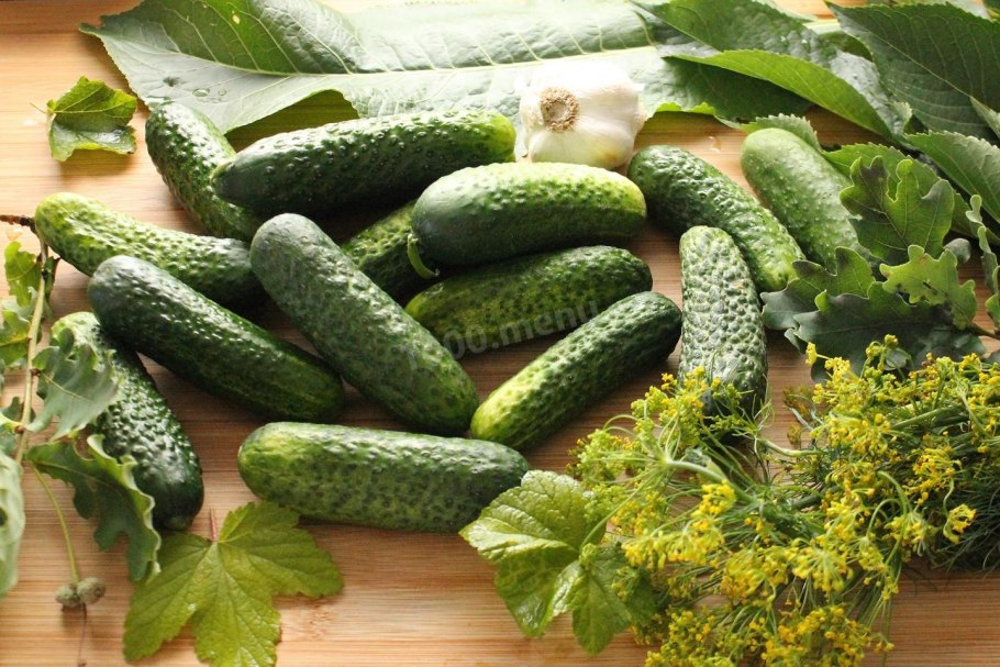 Сорт огурцов зятек f1