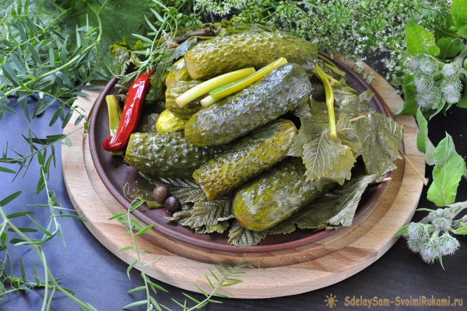 Сорт огурцов Родничок f1 в теплице