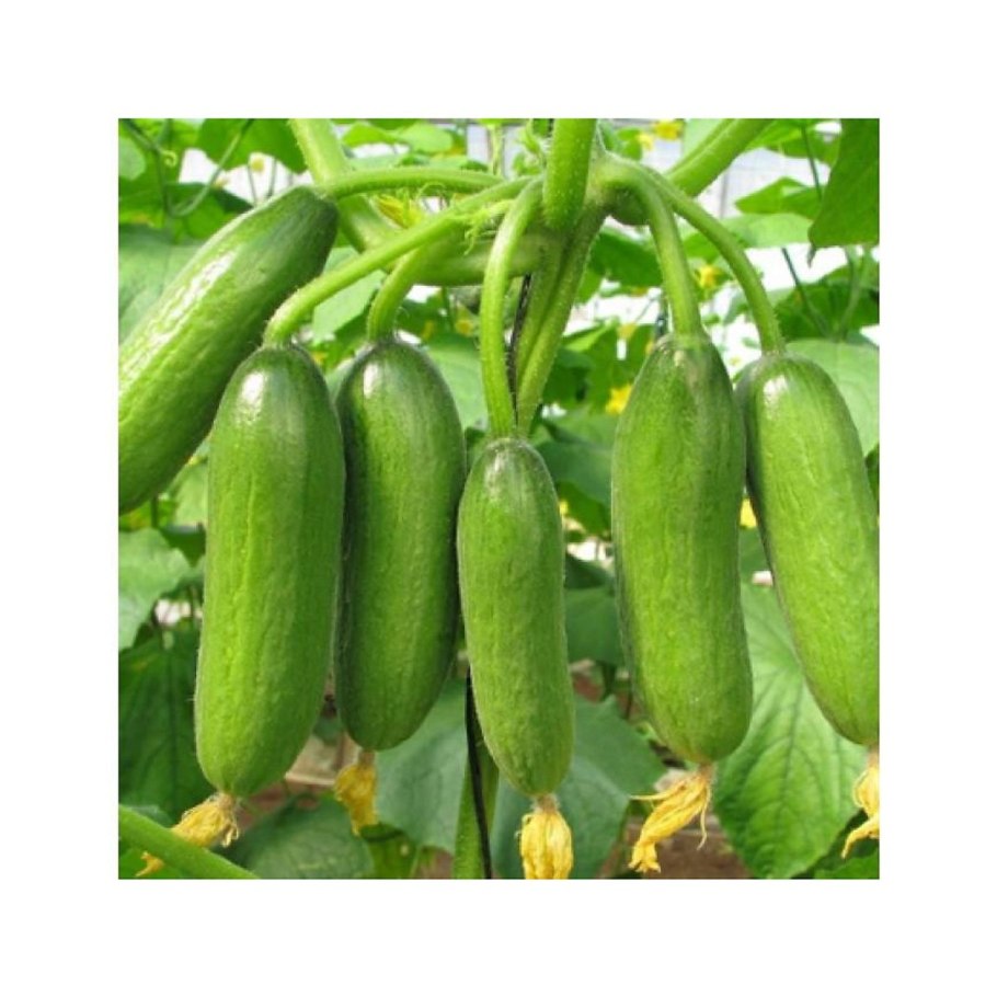 Фиолетовый огурец