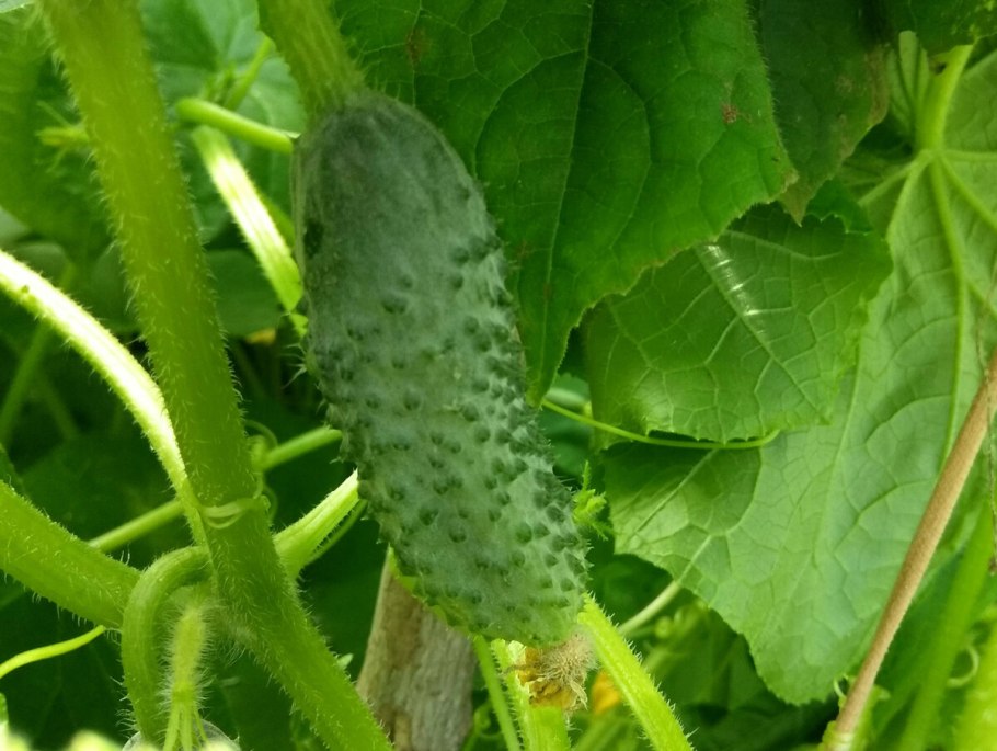 Польза Погурца для организма