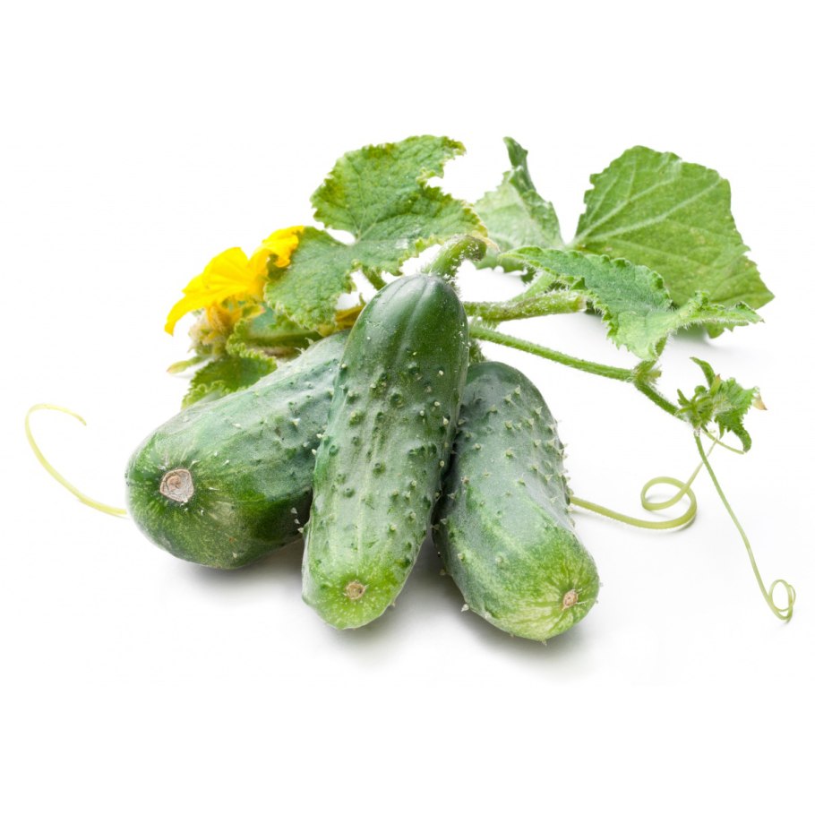 Огурец Бенефис f1