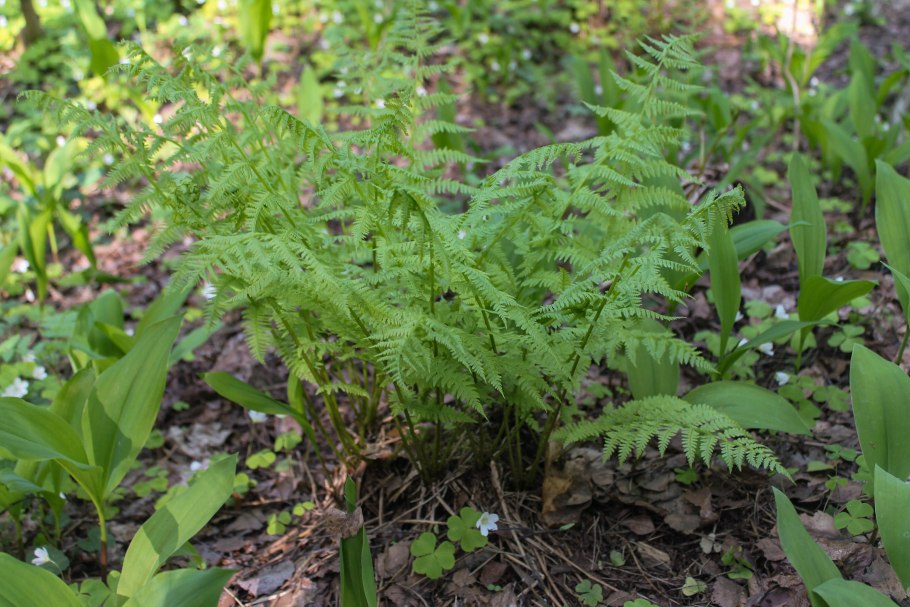Папоротник кочедыжник