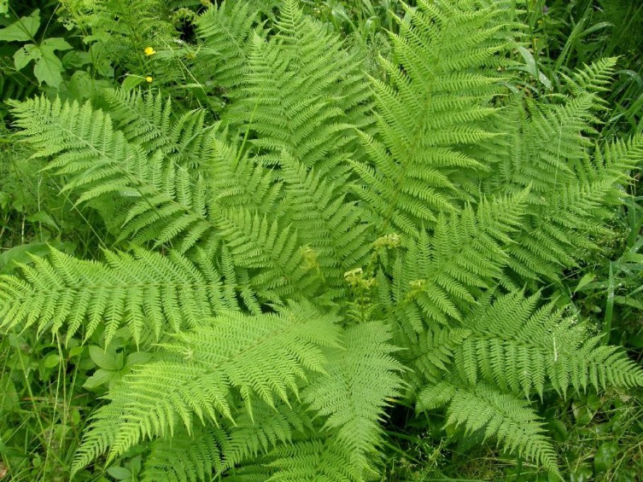 Athyrium sinense