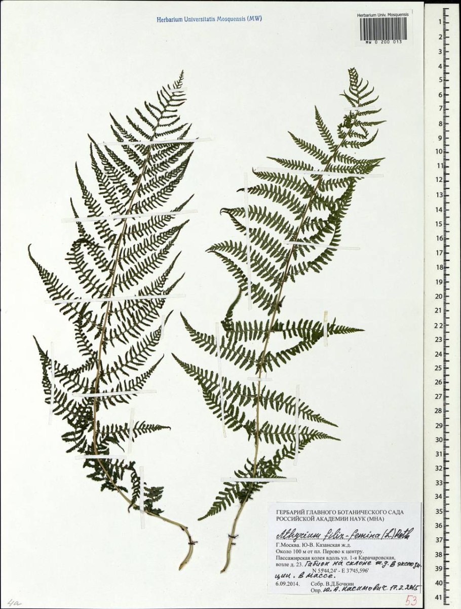 Папоротник Щитовник кочедыжник орляк
