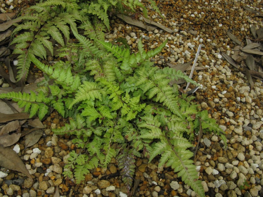 Athyrium кочедыжник Oceans