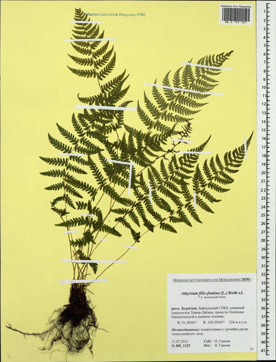 Папоротники строение и размножение