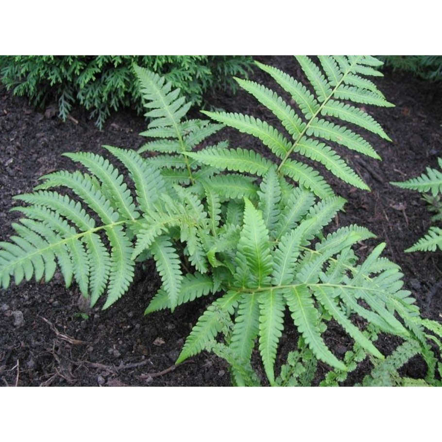 Athyrium Okanum