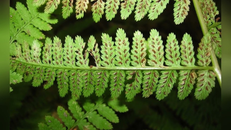 Athyrium otophorum