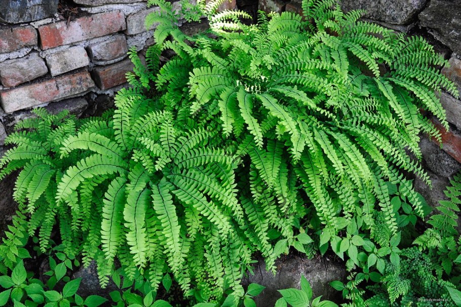 Щитовник Валлиха