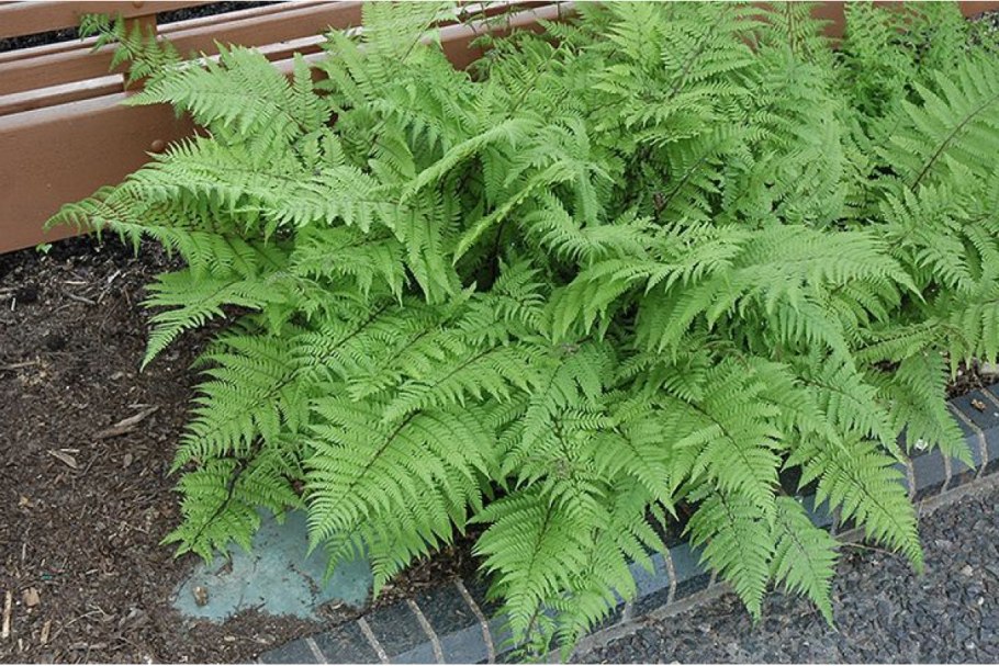 Папоротник Athyrium filix-Femina