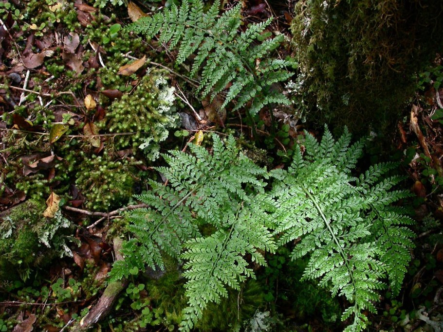 Чистоуст Королевский