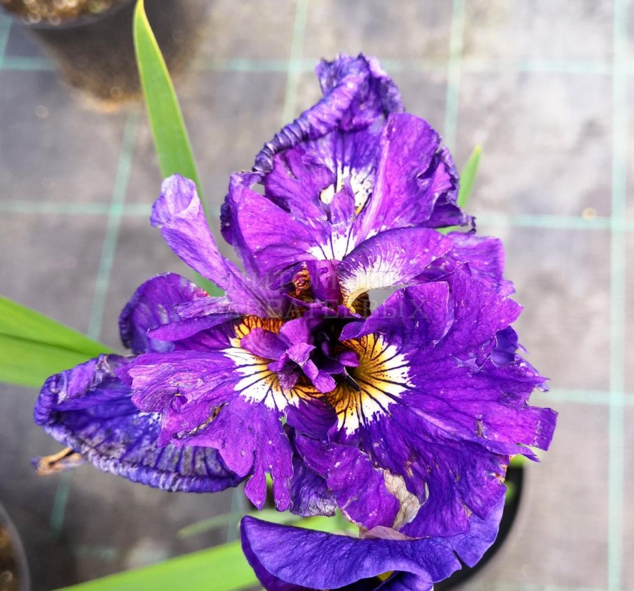 Ирис Сибирский Анбаттенед Зипперс