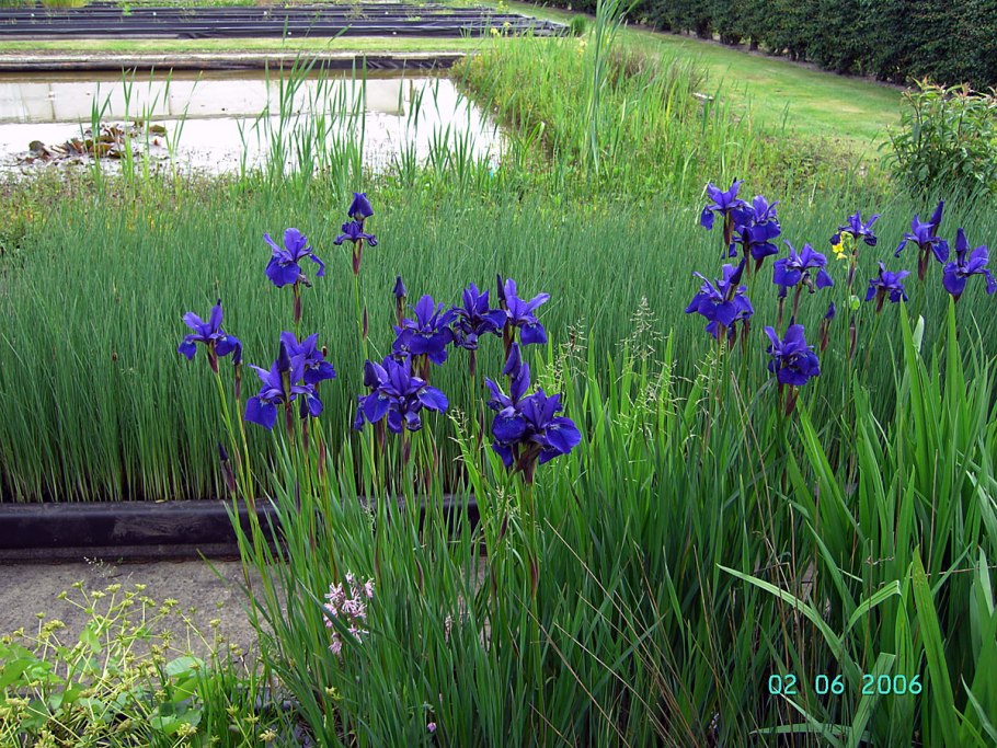 Ирис Сибирский Double Standard'. . . . . С3. . . , Iris sibirica 'Double Standard'
