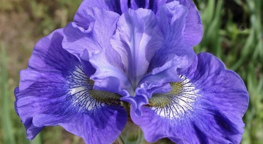Ирис Сибирский Iris sibirica