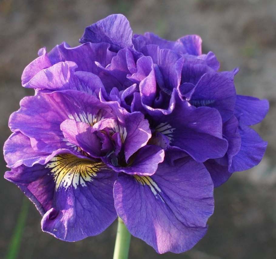 Ирис Сибирский Double Standard