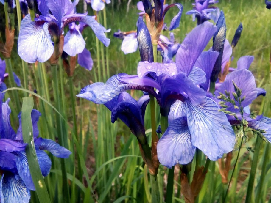 Ирис Сибирский Диар Делайт