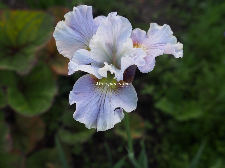 Ирис Дабл стандарт