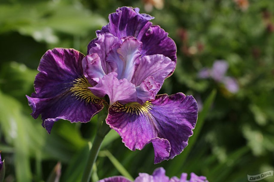 Ирис бородатый «going my way»