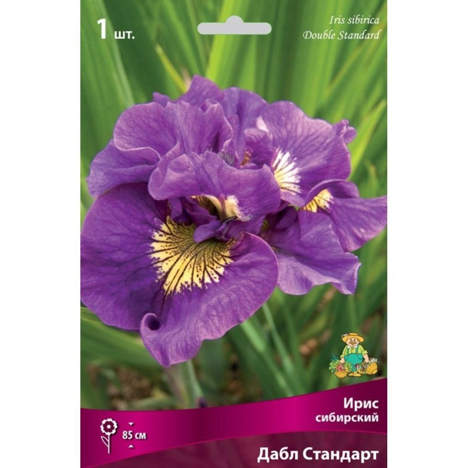 Ирис Сибирский Конкорд краш