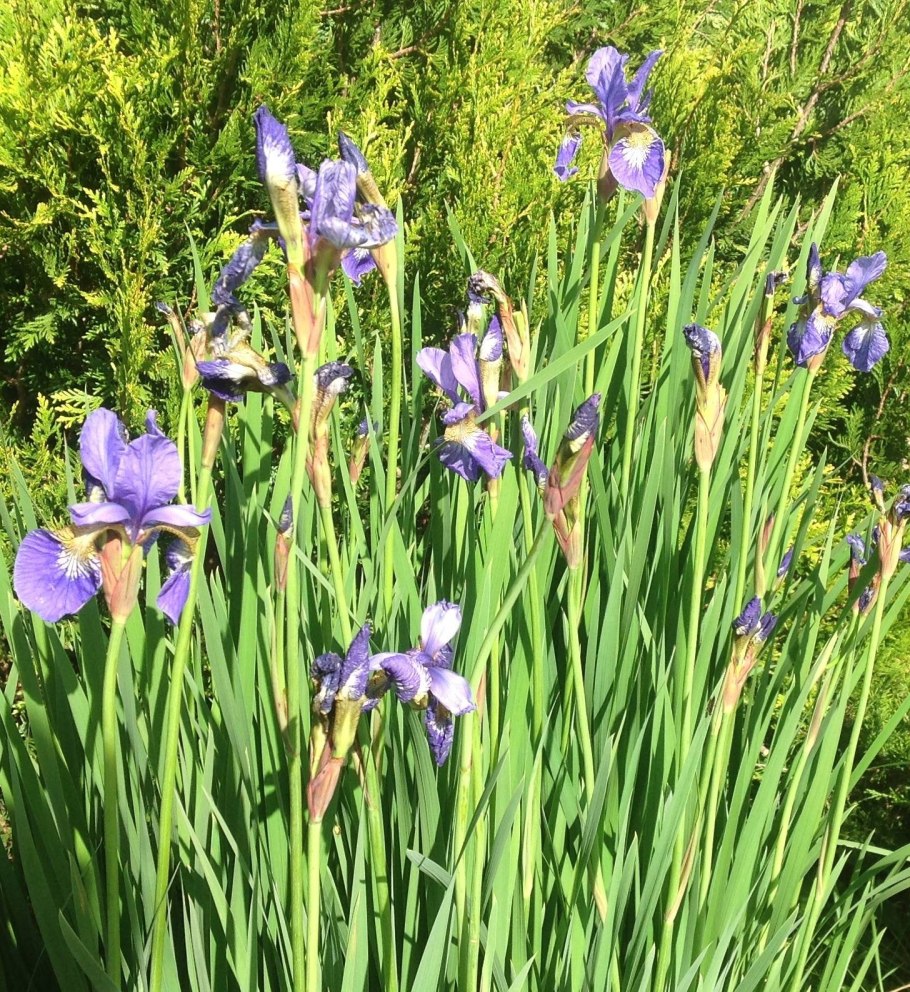 Ирис Сибирский Miss Apple