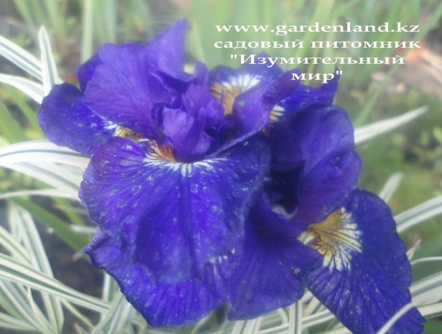 Ирис сибирский kabluey