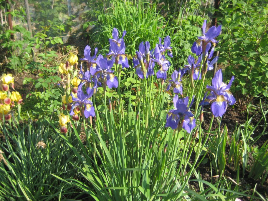 Ирис карликовый Nassau Blue