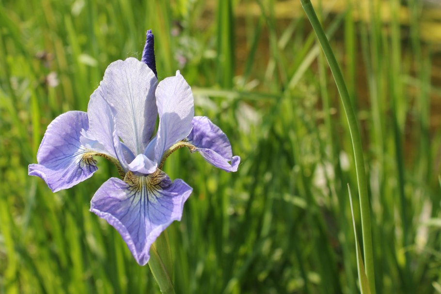 Ирис Сибирский (Iris sibirica &#96;Barcelona&#96;)