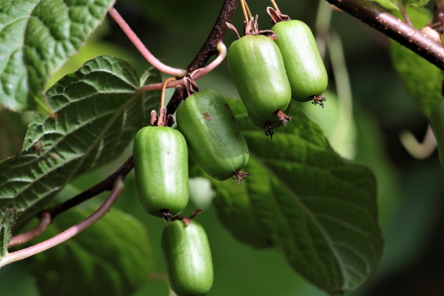 Актинидия коломикта (Actinidia kolomikta)