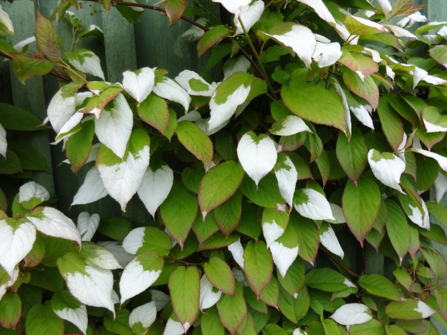 Актинидия аргута Кенс ред