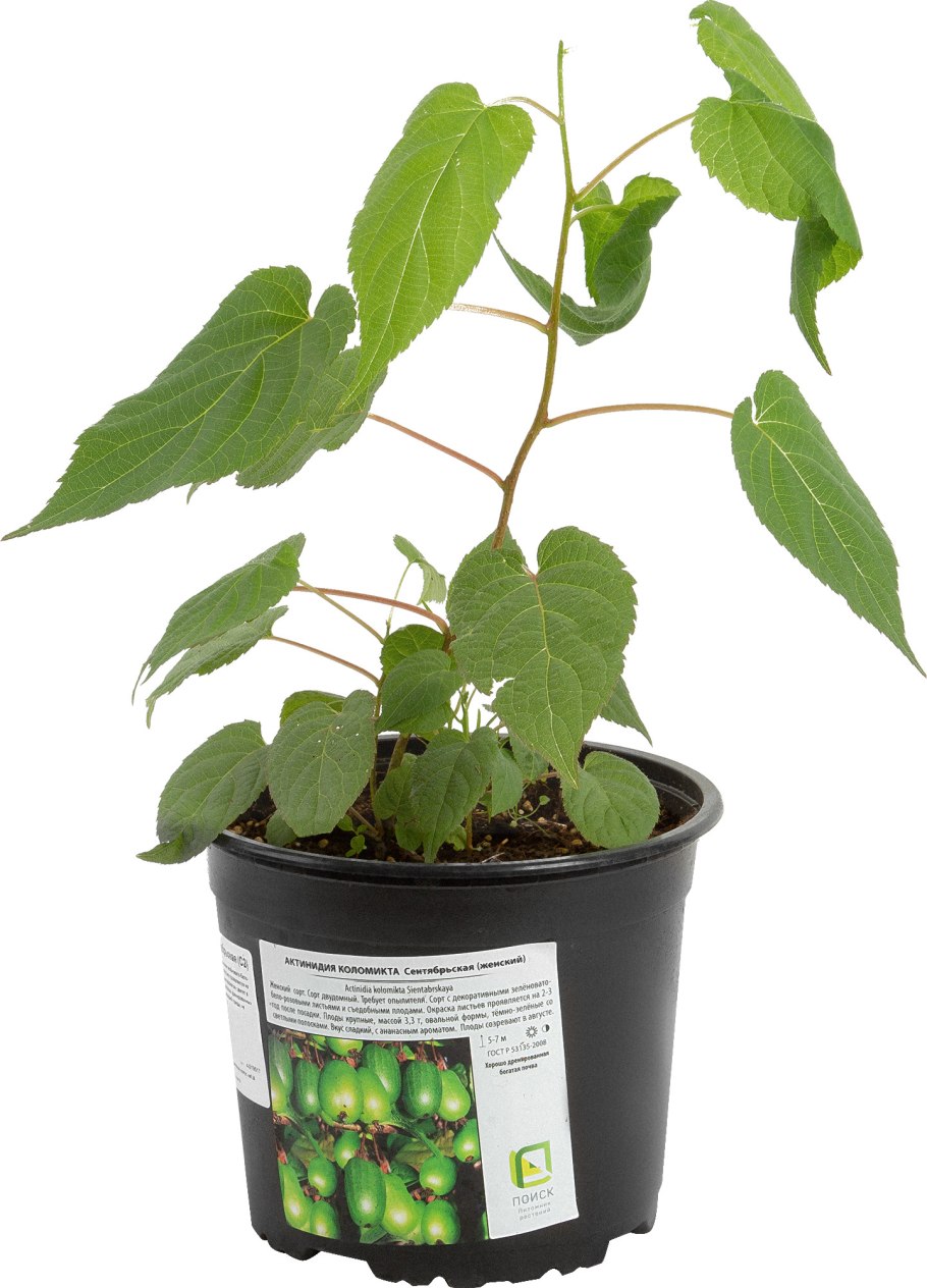 Чисмина киви Арита