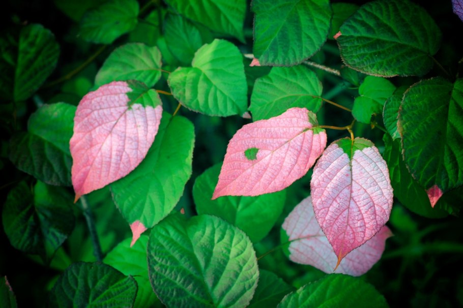 Актинидия коломикта адам